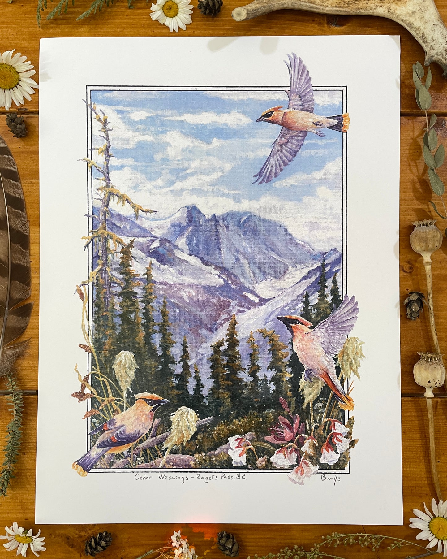 Cedar Waxwings in Roger's Pass 12x16 Print