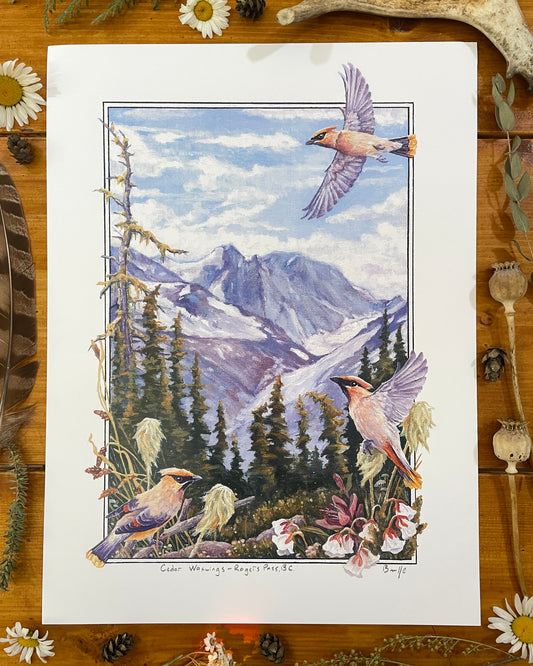 Cedar Waxwings in Roger's Pass 12x16 Print