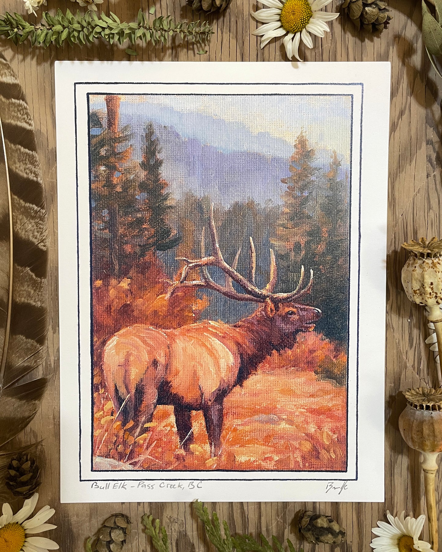 Autumn Elk 6x8 Print