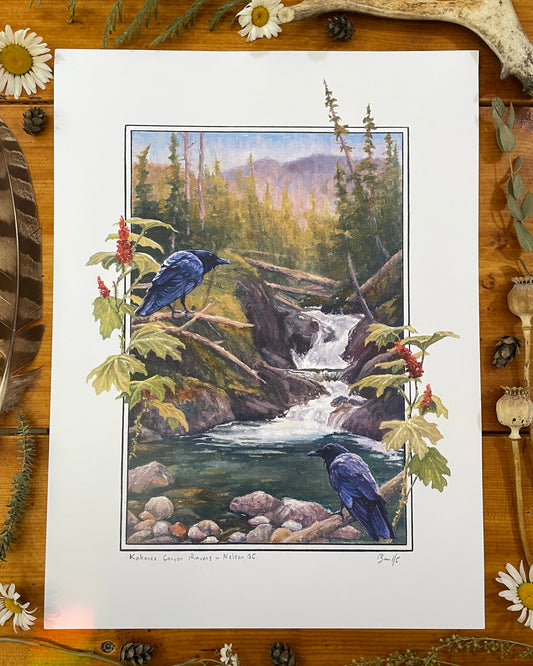 Kokanee Canyon Ravens 12x16 Print