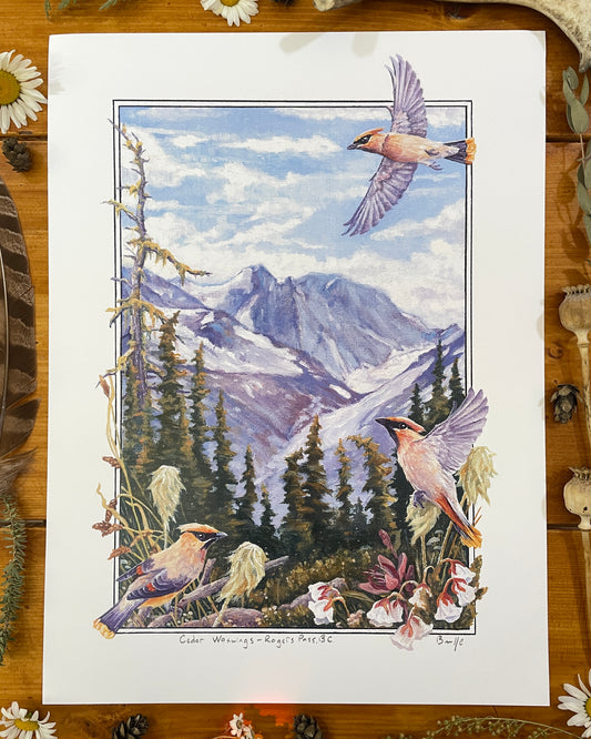 Cedar Waxwings in Roger's Pass 12x16 Print