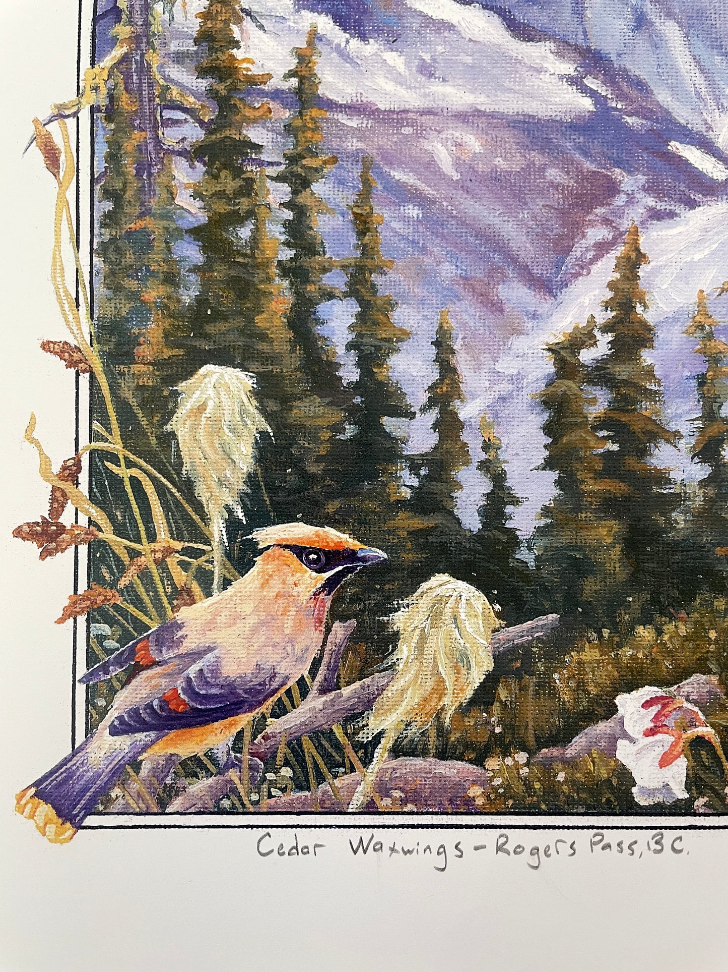 Cedar Waxwings in Roger's Pass 12x16 Print