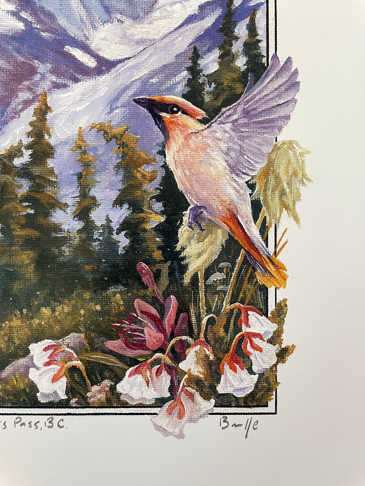Cedar Waxwings in Roger's Pass 12x16 Print
