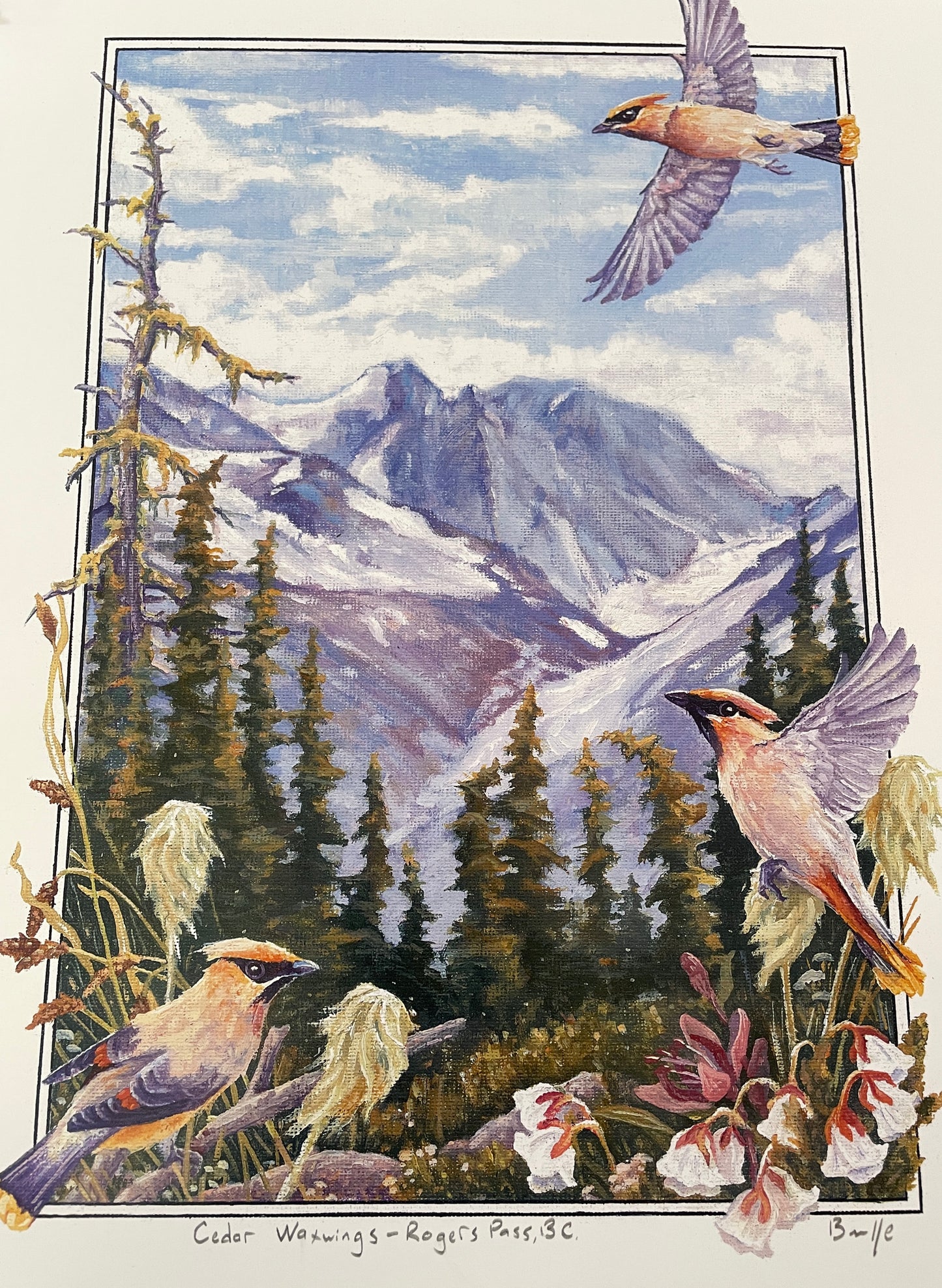 Cedar Waxwings in Roger's Pass 12x16 Print
