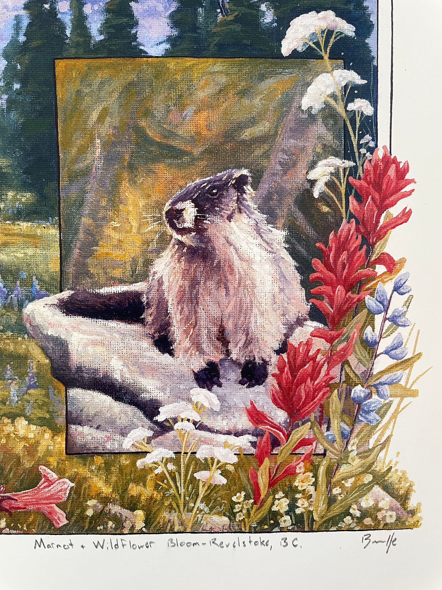 Marmot and Wildflowers 12x16 Print